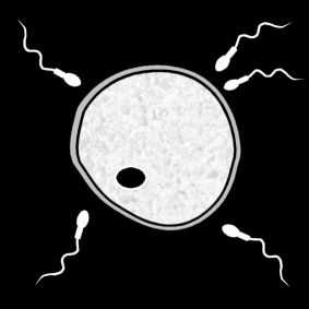 insémination